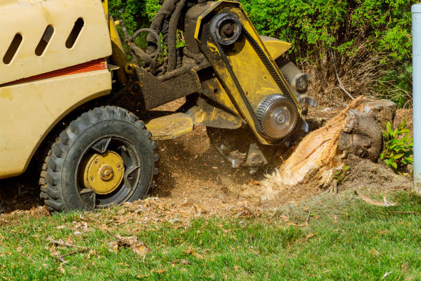 Best Hedge Trimming  in USA